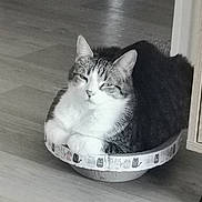 Lilye participe au concours pour gagner de l'argent avec cette photo : animal, bed, cat, comfortable, cozy, cute, domestic, feline, floor, illustration, indoor, paw, pet, relaxed, resting, small_bed, striped, tabby, white, wooden_floor