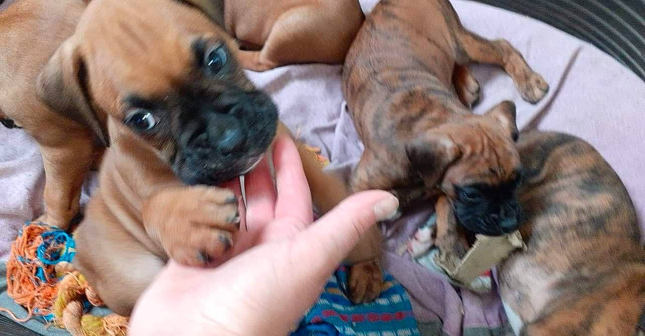 Daryl Dreek Djezy participe au concours pour gagner de l'argent avec cette photo : boxer, canidae, carnivore, companion_dog, dog, dog_breed, ear, fawn, nail, paw, pug, puppy, puppy_love, snout, sporting_group, terrestrial_animal, toy_dog, working_animal, working_dog, wrinkle