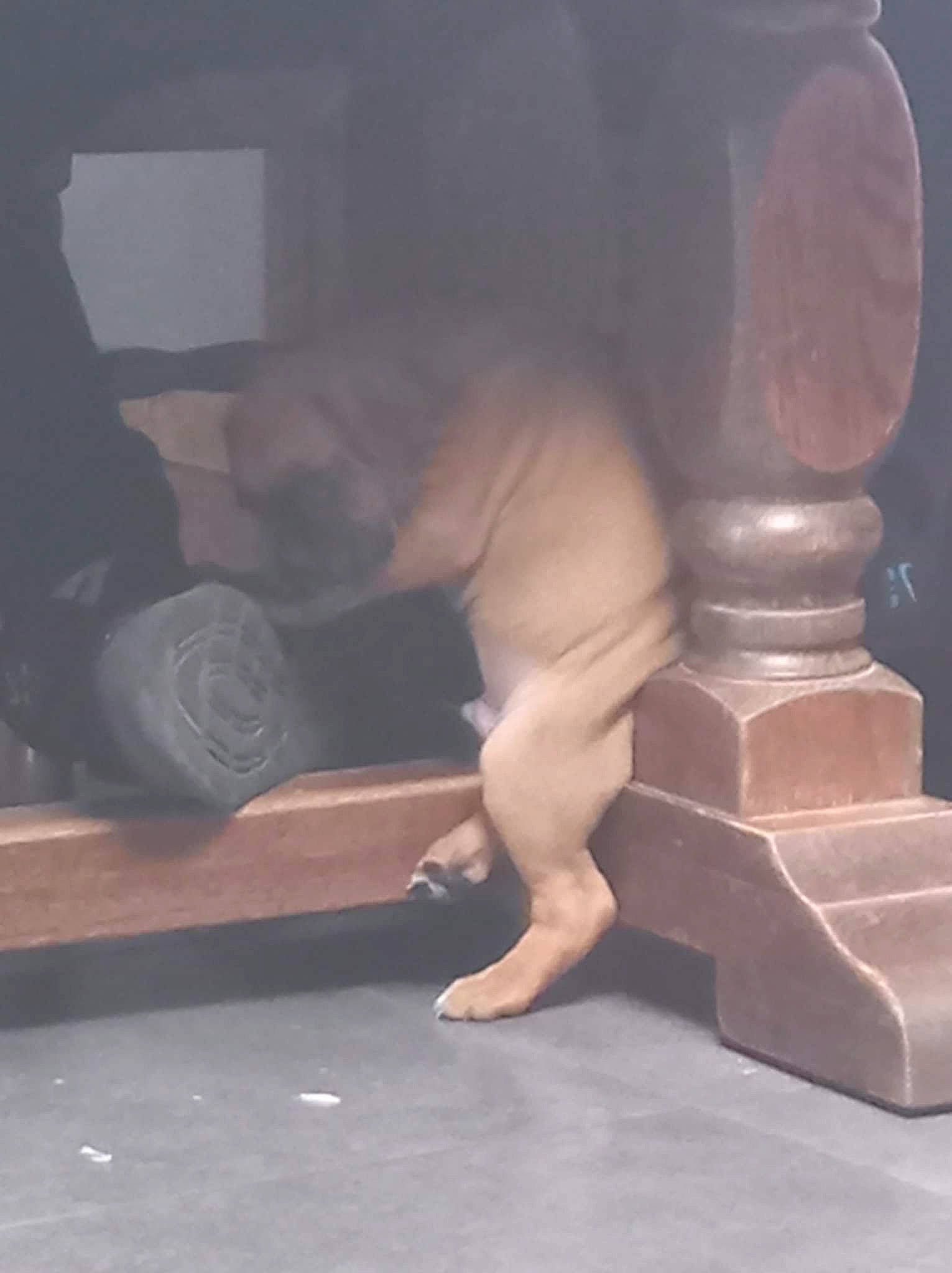 Daryl Dreek Djezy a rejoint le concours — aidez-le/la à gagner de superbes lots ! art, barechested, carnivore, chest, comfort, companion_dog, dog_breed, elbow, fawn, floor, flooring, foot, hardwood, human_leg, knee, snout, tail, thigh, trunk, wood