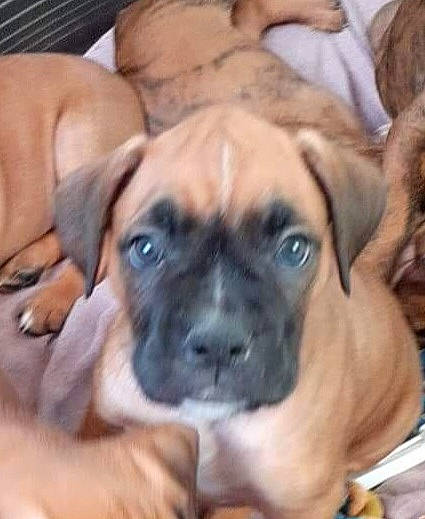 Daryl Dreek Djezy participe au concours pour gagner de l'argent avec cette photo : bored, canidae, carnivore, chair, comfort, companion_dog, dog, dog_breed, fawn, guard_dog, non_sporting_group, puggle, puppy_love, snout, sporting_group, toy_dog, whiskers, working_animal, working_dog, wrinkle