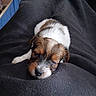 Filou participe au concours pour gagner de l'argent avec cette photo : adorable, animal, blanket, brown, closeup, cozy, cute, dog, fleece, fur, indoors, pet, puppy, resting, sleeping, small, snug, soft, white, young