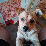 Pumba a rejoint le concours — aidez-le/la à gagner de superbes lots ! animal, black_shorts, brown_fur, closeup, cute, dog, domestic, ears, floor, floral_pattern, friendly, indoor, legs, looking_up, pet, portrait, puppy, tablecloth, wide_eyes, young