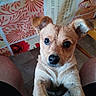 animal, black_shorts, brown_fur, closeup, cute, dog, domestic, ears, floor, floral_pattern, friendly, indoor, legs, looking_up, pet, portrait, puppy, tablecloth, wide_eyes, young