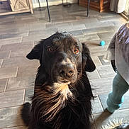 Duke joined the competition — help win amazing prizes! dog, black_dog, pet, indoor, floor, tile_floor, furniture, ball, curious, animal, canine, white_patch, looking, ears, nose, fur, eyes, living_room, table, home