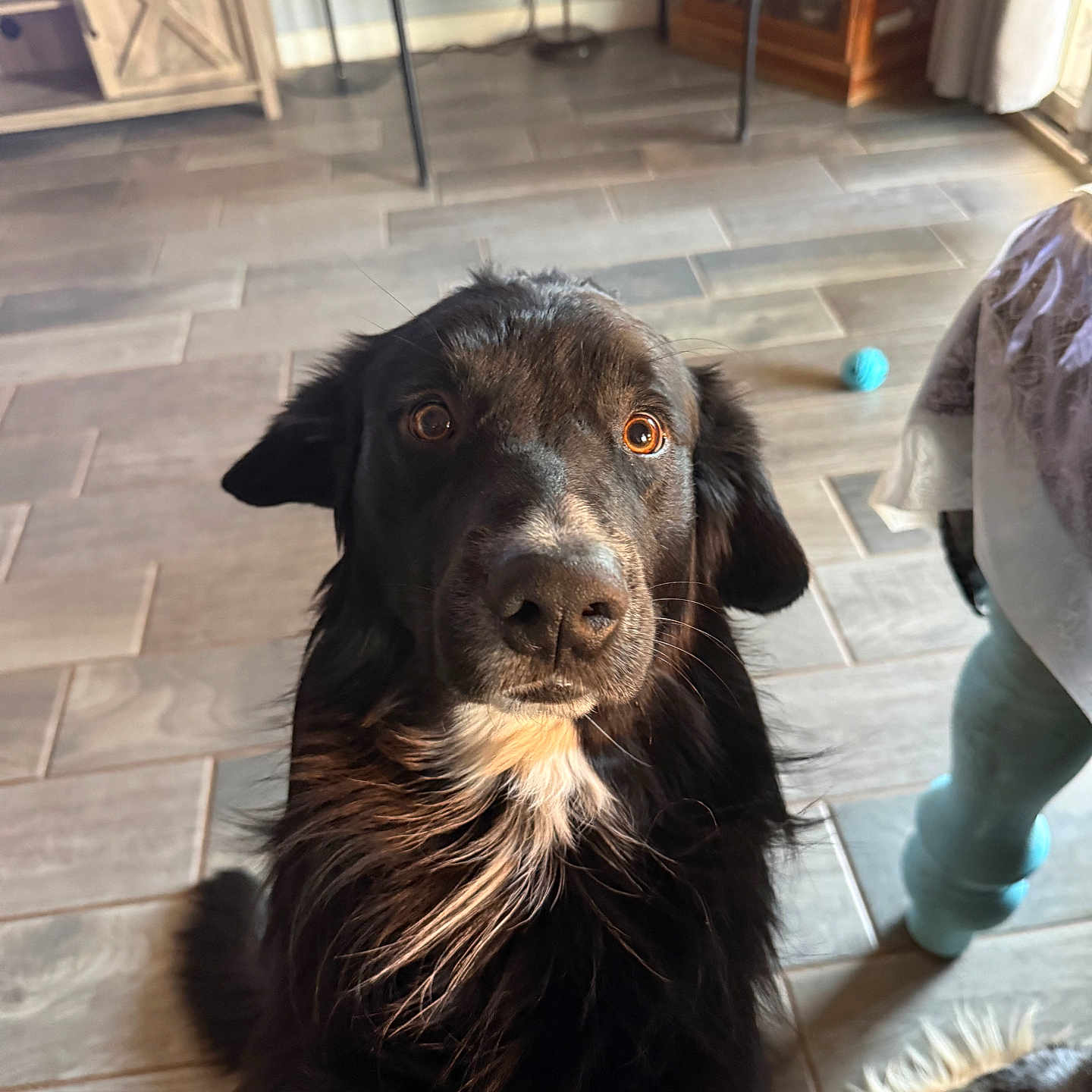Duke joined the competition — help win amazing prizes! dog, black_dog, pet, indoor, floor, tile_floor, furniture, ball, curious, animal, canine, white_patch, looking, ears, nose, fur, eyes, living_room, table, home
