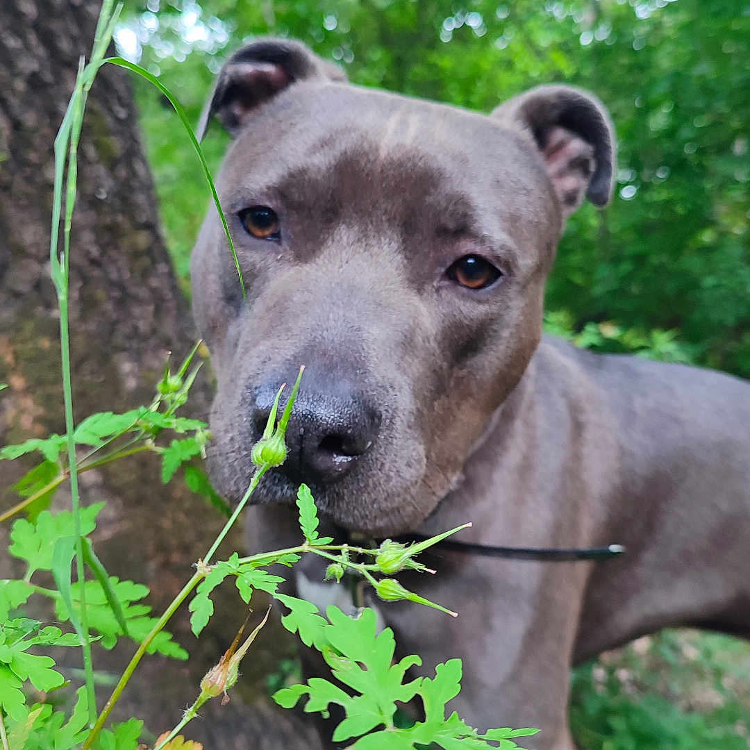 Saiko a rejoint le concours — aidez-le/la à gagner de superbes lots ! animal, background, brown_eyes, canine, closeup, collar, curious, daylight, dog, forest, fur, greenery, leaves, nature, outdoor, pet, plants, sniffing, tree, young_dog