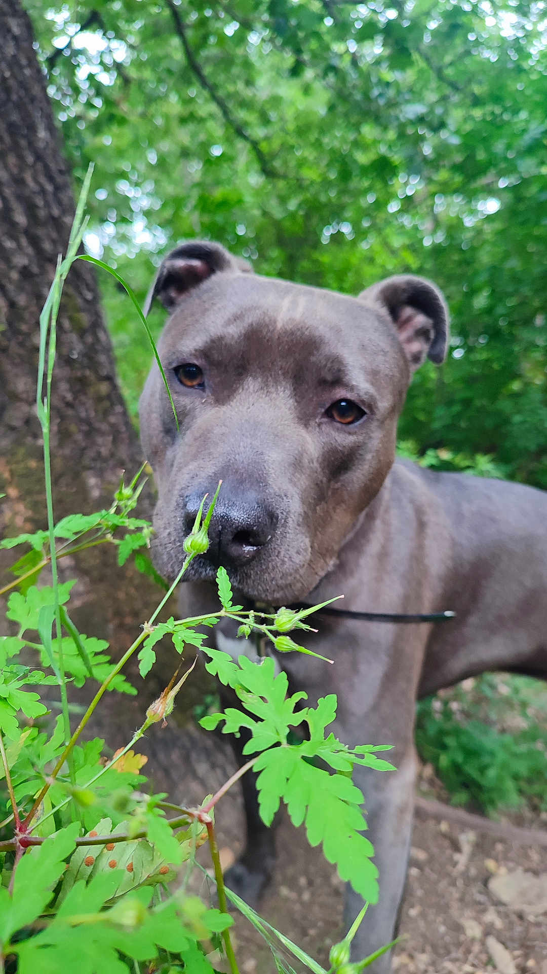 Saiko a rejoint le concours — aidez-le/la à gagner de superbes lots ! dog, canine, animal, pet, outdoor, forest, tree, greenery, plants, nature, sniffing, closeup, brown_eyes, fur, collar, curious, young_dog, background, leaves, daylight
