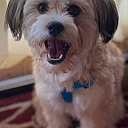 Sissy joined the competition — help win amazing prizes! animal, blue_collar, canine, carpet, closeup, companion, cute, dog, domestic, expression, fluffy, friendly, fur, happy, household, indoor, pet, portrait, sitting, smiling
