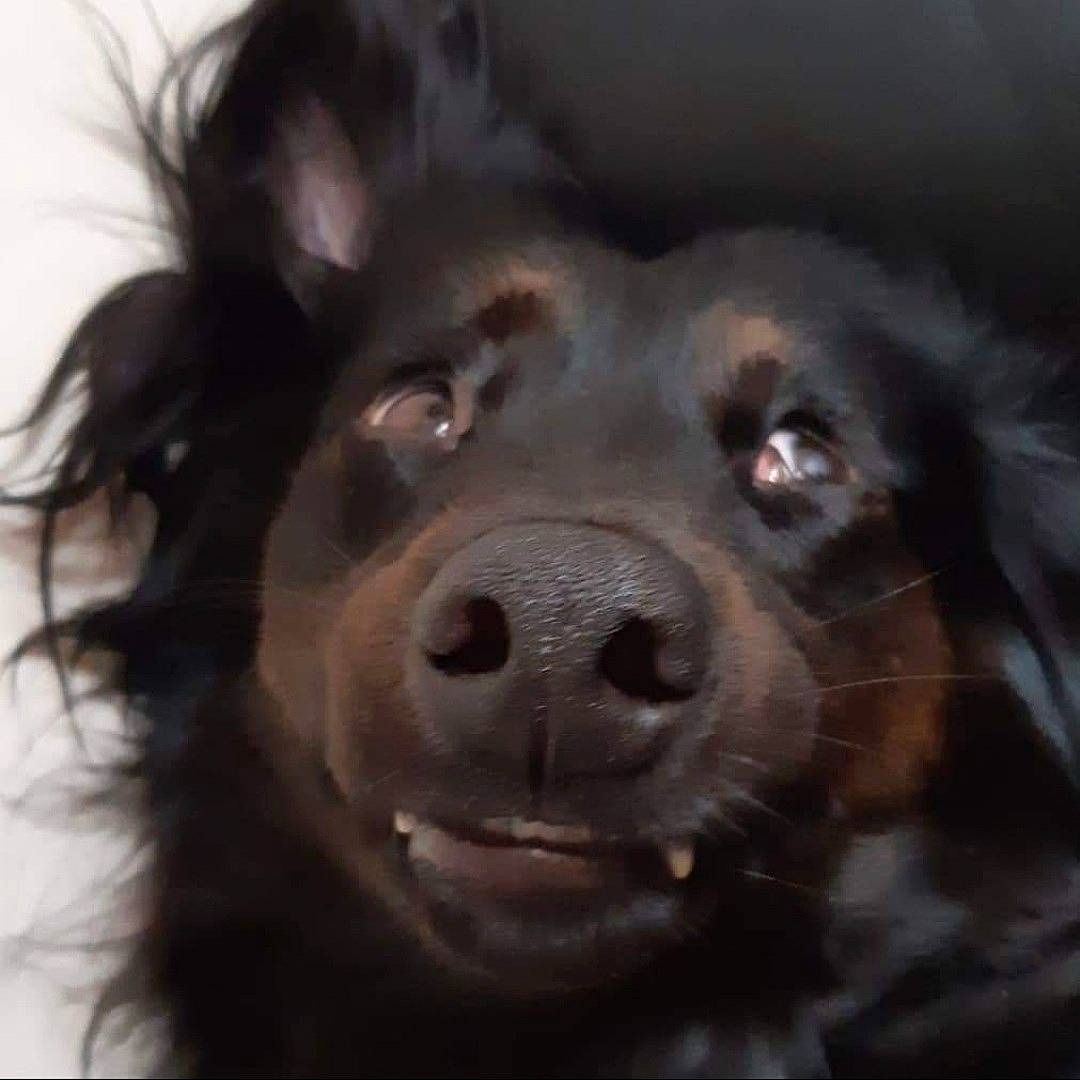 Hime participe au concours pour gagner de l'argent avec cette photo : borador, canidae, carnivore, companion_dog, dog, dog_breed, ear, fur, jaw, liver, shout, snout, sporting_group, whiskers, working_animal