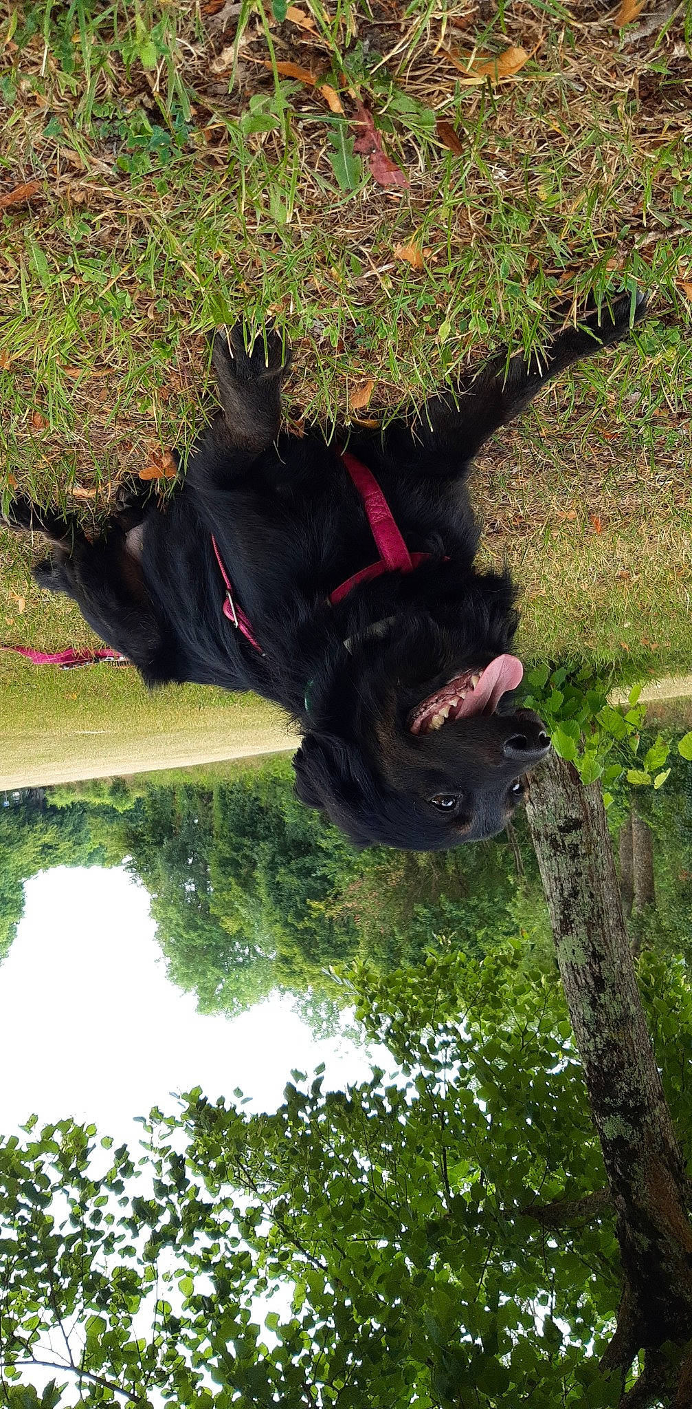 Hime a rejoint le concours — aidez-le/la à gagner de superbes lots ! canidae, carnivore, collar, companion_dog, dog, dog_breed, fur, grass, guard_dog, mammal, plant, reflection, sporting_group, tail, terrestrial_animal, tree, trunk, water, working_animal, working_dog