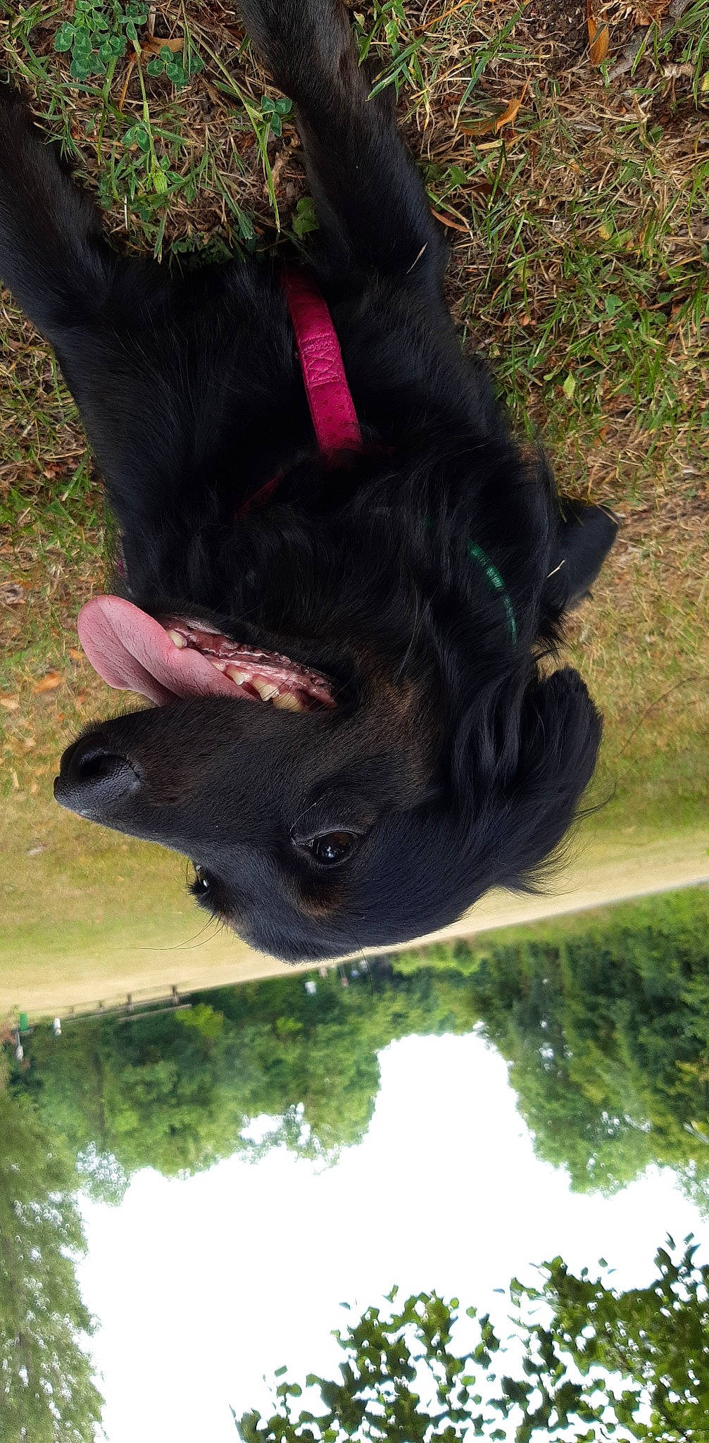 Hime participe au concours pour gagner de l'argent avec cette photo : canidae, dog_breed, foot, fur, grass, green, human_leg, leg, mammal, outdoor_shoe, plant, snout, sporting_group, tail, terrestrial_animal, tree, trunk, water, wildlife, working_animal