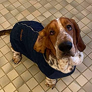 Waltz is registered to the contest to win money with this photo: basset_hound, dog, pet, sweater, clothing, indoor, floor, tile, brown, white, spotted, ears, looking_up, animal, canine, cute, domestic, companion, portrait, paw