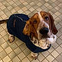 basset_hound, dog, pet, sweater, clothing, indoor, floor, tile, brown, white, spotted, ears, looking_up, animal, canine, cute, domestic, companion, portrait, paw