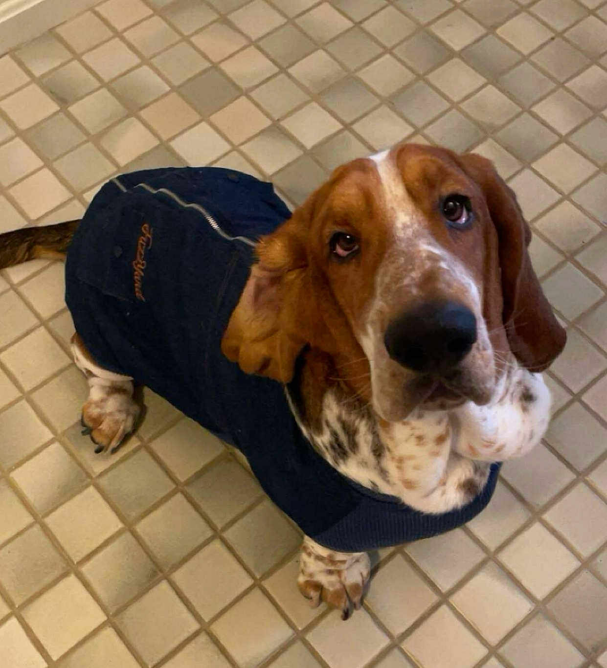 Waltz is registered to the contest to win money with this photo: basset_hound, dog, pet, sweater, clothing, indoor, floor, tile, brown, white, spotted, ears, looking_up, animal, canine, cute, domestic, companion, portrait, paw