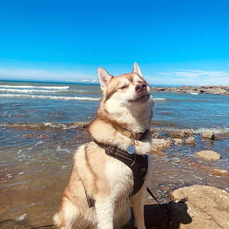 Sparky a rejoint le concours — aidez-le/la à gagner de superbes lots ! accessories, animal, beach, canine, coast, dog, eskimodog, husky, nature, outdoors, person, pet, puppy, rock, scenery, sea, shoreline, sky, soil, water