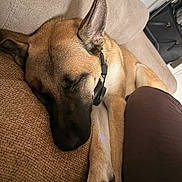 Orion participe au concours pour gagner de l'argent avec cette photo : beige, brown, canine, closeup, collar, comfort, couch, dog, domestic_animal, furniture, household, indoor, nap, pet, pillow, relaxed, resting, side_view, sleeping, warm_lighting