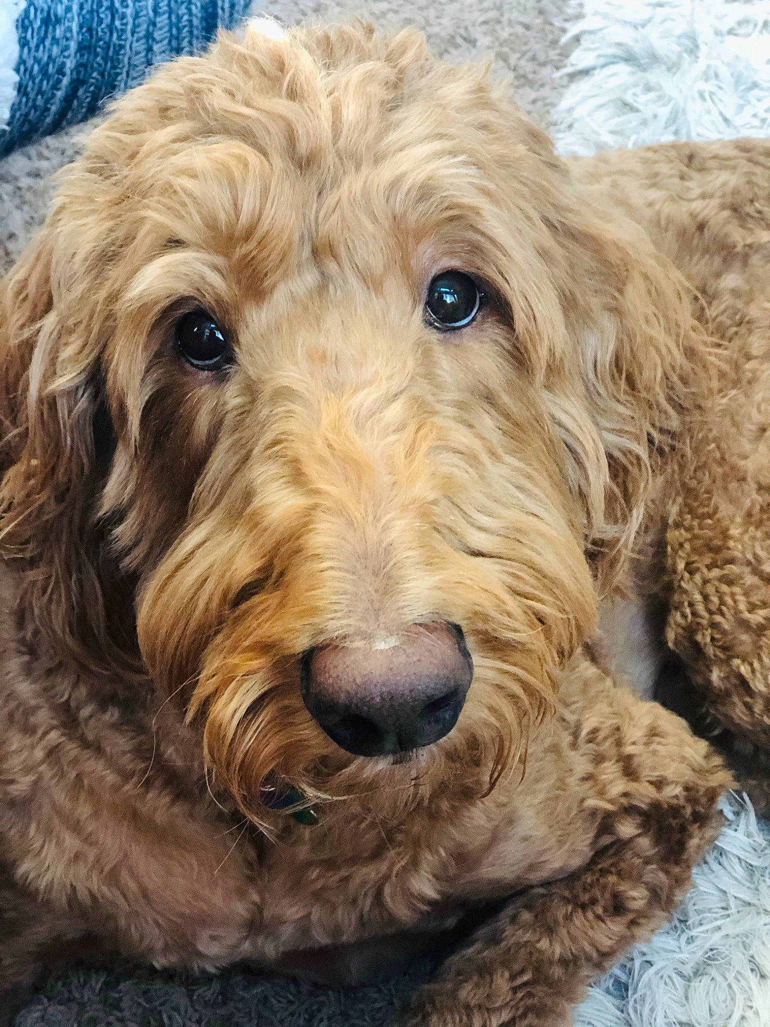 Mufasa is registered to the contest to win money with this photo: basset_fauve_de_bretagne, bosnian_coarse_haired_hound, briquet_griffon_vendeen, canidae, carnivore, cockapoo, companion_dog, dog, dog_breed, goldendoodle, labradoodle, mammal, otterhound, poodle_crossbreed, rare_breed_dog, snout, sporting_group, styrian_coarse_haired_hound, terrier, vertebrate