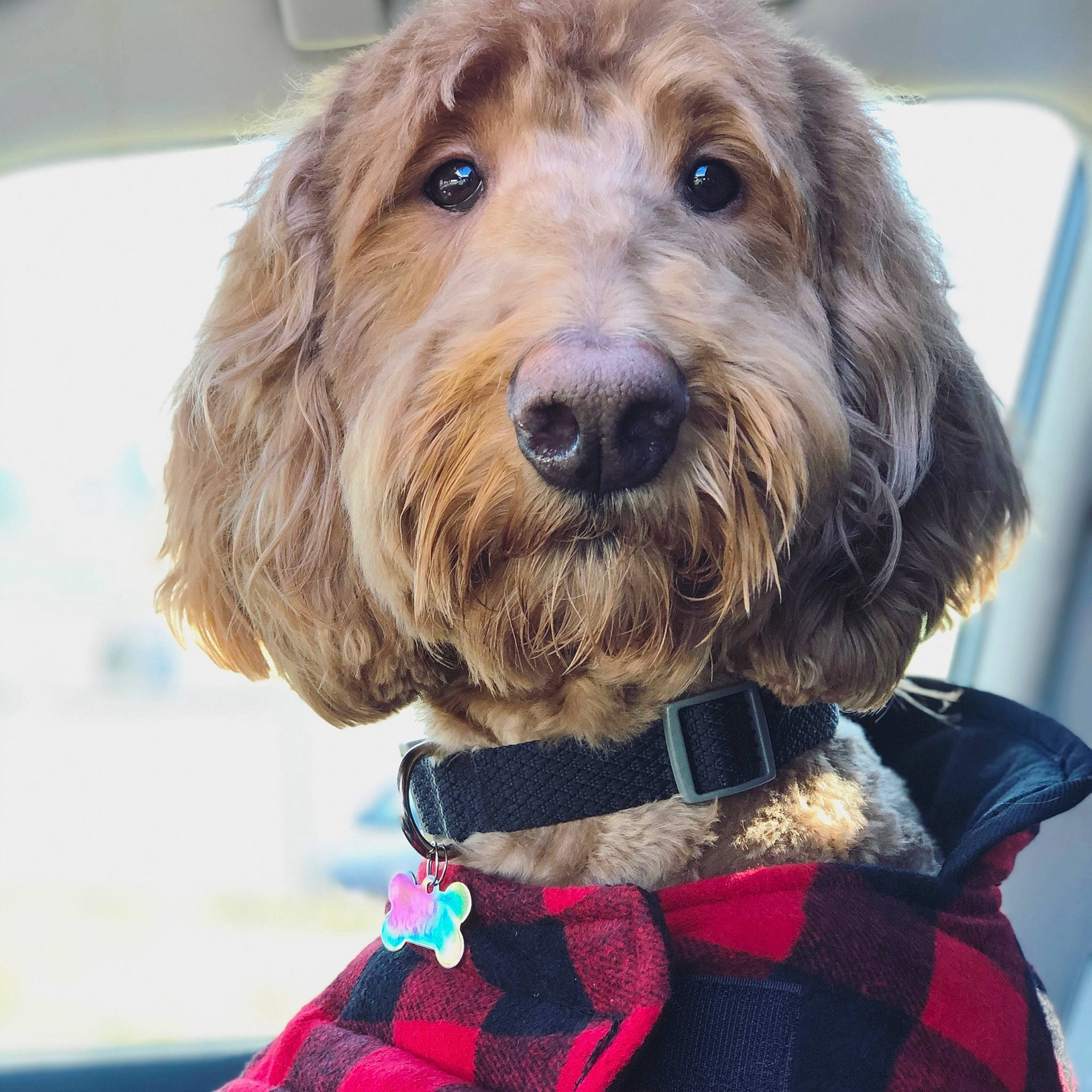 Mufasa is registered to the contest to win money with this photo: basset_fauve_de_bretagne, canidae, carnivore, companion_dog, dog, dog_breed, fashion_accessory, fur, goldendoodle, mammal, otterhound, petit_basset_griffon_vendeen, puppy, rare_breed_dog, sporting_group