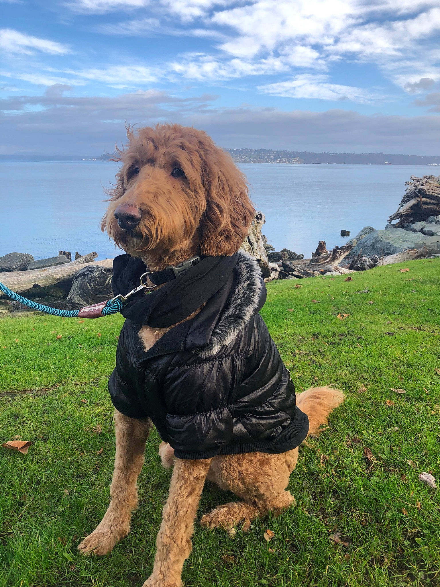 Mufasa joined the competition — help win amazing prizes! canidae, carnivore, cockapoo, companion_dog, dog, dog_breed, dog_walking, goldendoodle, labradoodle, mammal, otterhound, sporting_group, terrier, vertebrate