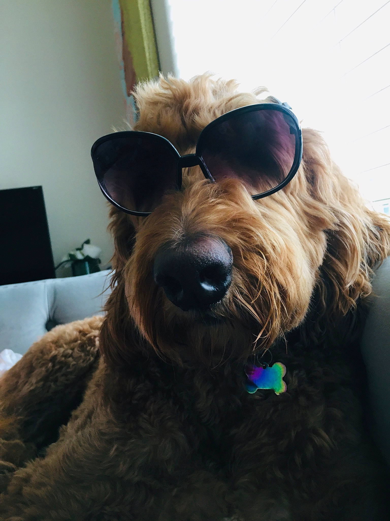 Mufasa is registered to the contest to win money with this photo: briard, canidae, carnivore, dog, dog_breed, ear, eyewear, glasses, glen_of_imaal_terrier, irish_soft_coated_wheaten_terrier, mammal, rare_breed_dog, snout, sporting_group, sunglasses, terrier