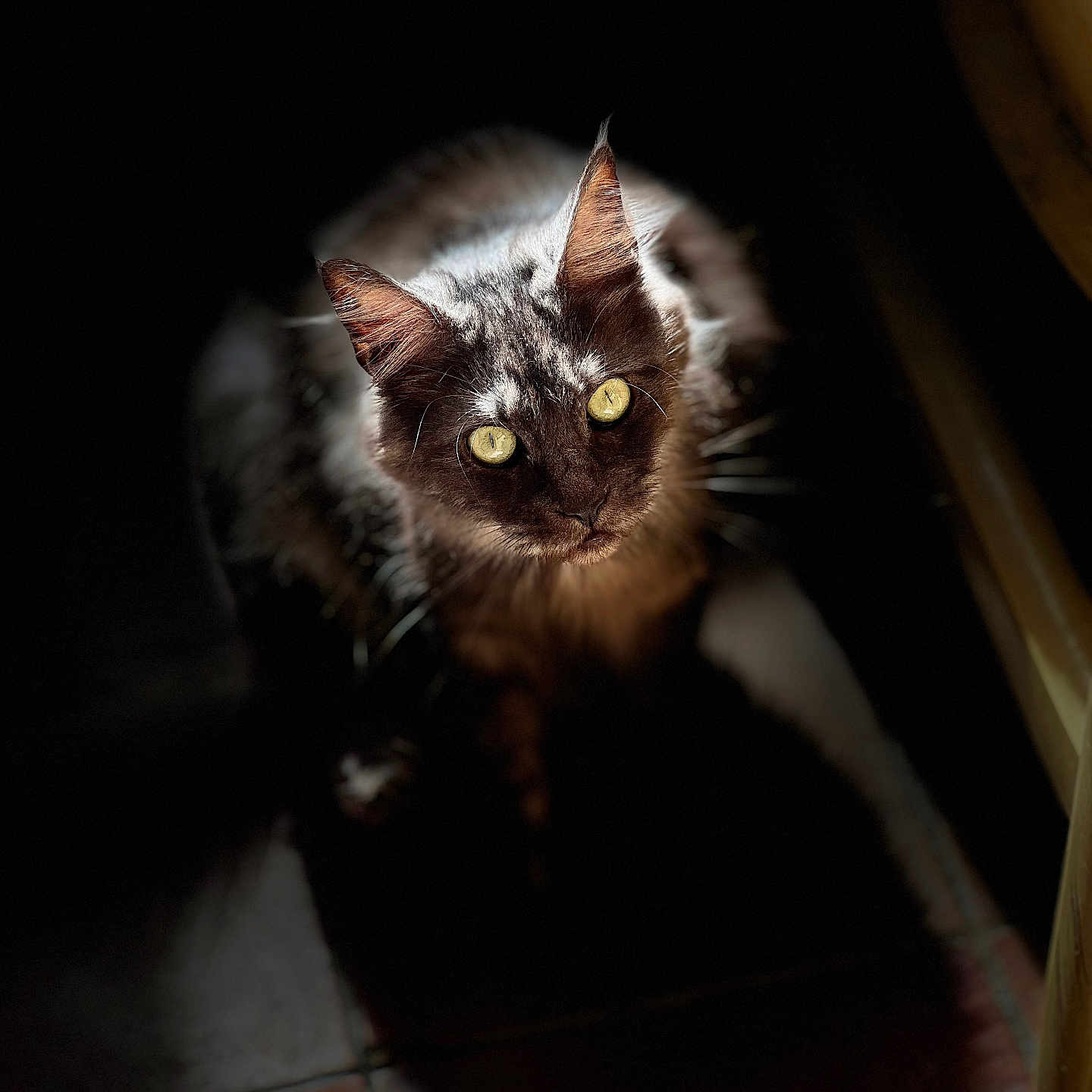 Julia a rejoint le concours — aidez-le/la à gagner de superbes lots ! abyssinian, angora, animal, blackcat, brasssection, cat, hardwood, horn, kitten, manx, musicalinstrument, pet, siamese, wood