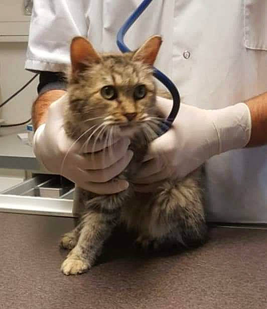 Misty a rejoint le concours — aidez-le/la à gagner de superbes lots !