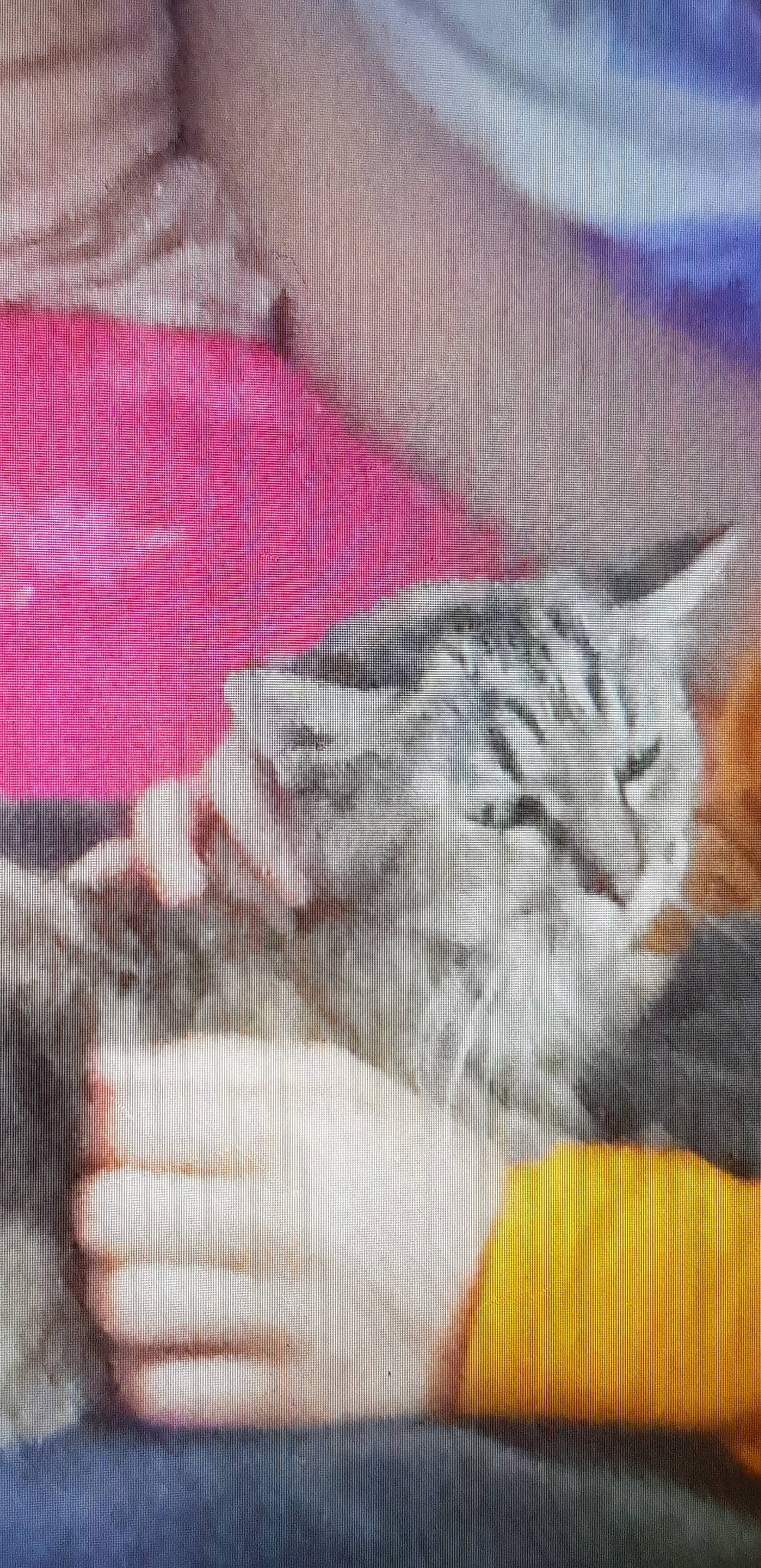 Misty participe au concours pour gagner de l'argent avec cette photo :