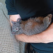 Magic joined the competition — help win amazing prizes! arm, black_shirt, cat, couch, cozy, cute, domestic_animal, fur, furry, indoor, kitten, nap, paw, person, pet, relaxed, resting, sleeping, small, texture