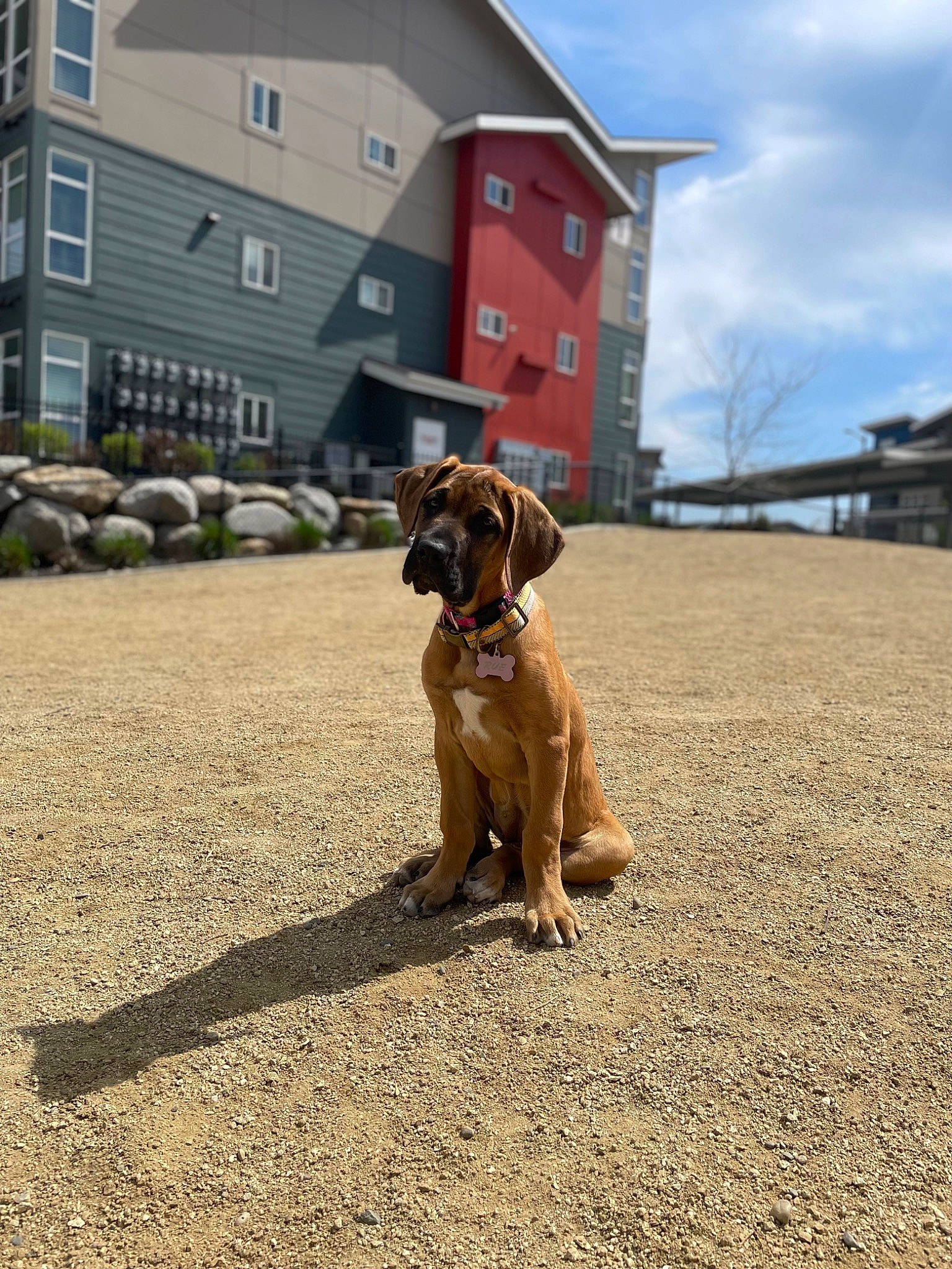 Rue is registered to the contest to win money with this photo: building, carnivore, cloud, collar, companion_dog, dog, dog_breed, dog_collar, fawn, grass, house, landscape, liver, pet_supply, plant, sky, snout, soil, window, working_animal