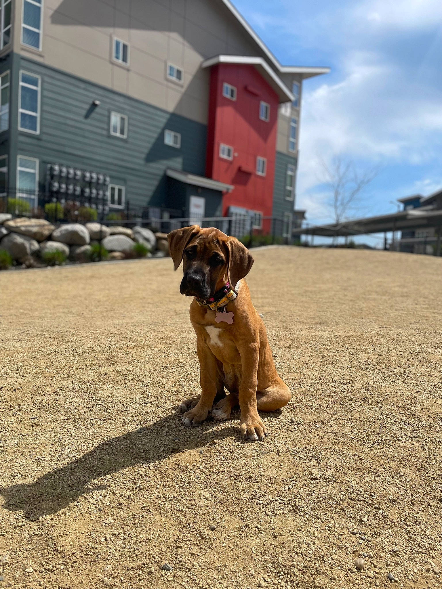 Rue joined the competition — help win amazing prizes! asphalt, building, carnivore, cloud, collar, companion_dog, dog, dog_breed, dog_collar, fawn, grass, house, landscape, pet_supply, plant, road_surface, sky, snout, window, working_animal