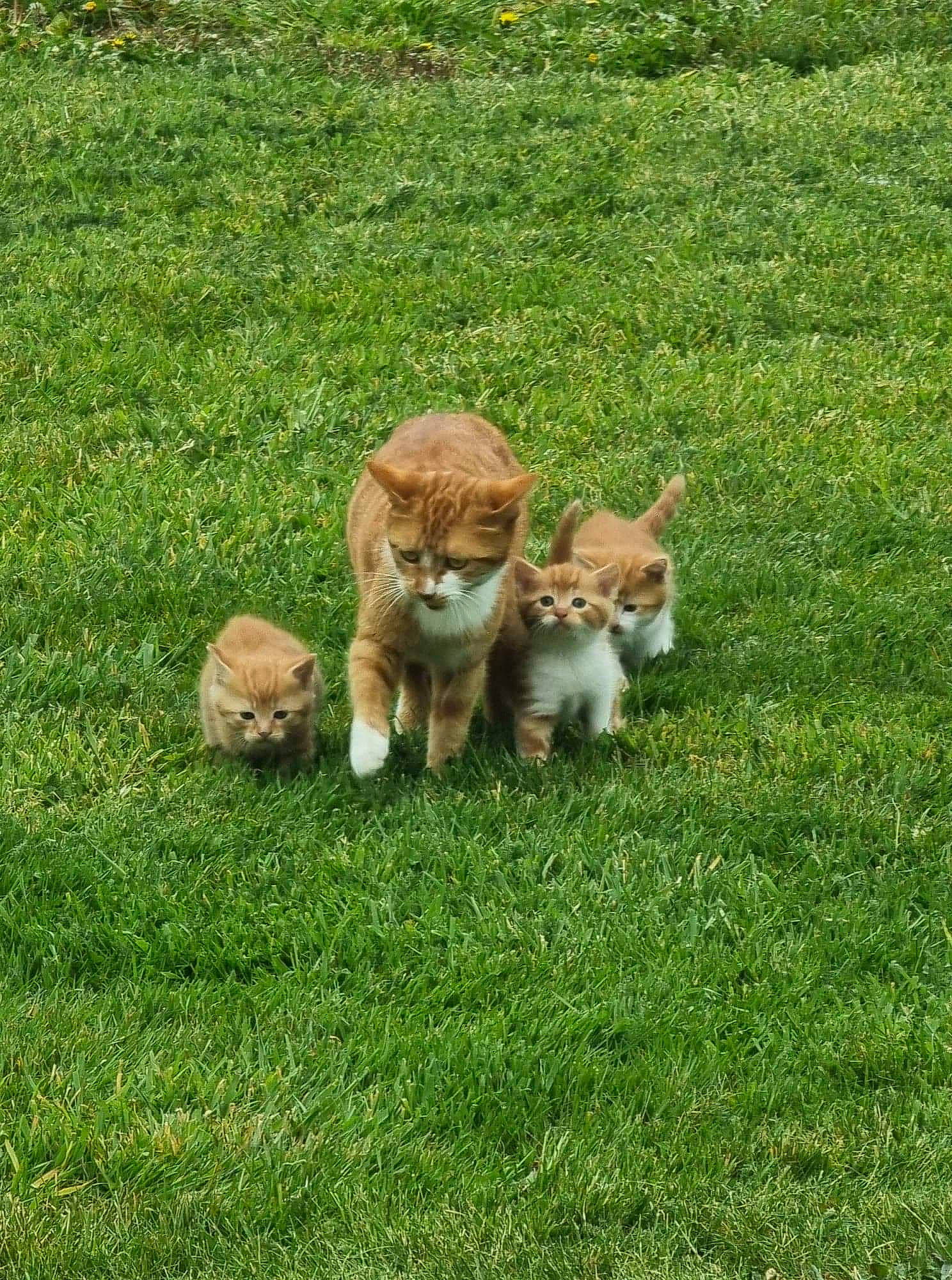 Pinta participe au concours pour gagner de l'argent avec cette photo : carnivore, cat, companion_dog, domestic_short_haired_cat, fawn, felidae, fur, grass, grass_family, grassland, groundcover, lawn, meadow, pasture, plant, small_to_medium_sized_cats, tail, terrestrial_animal, whiskers, wildlife