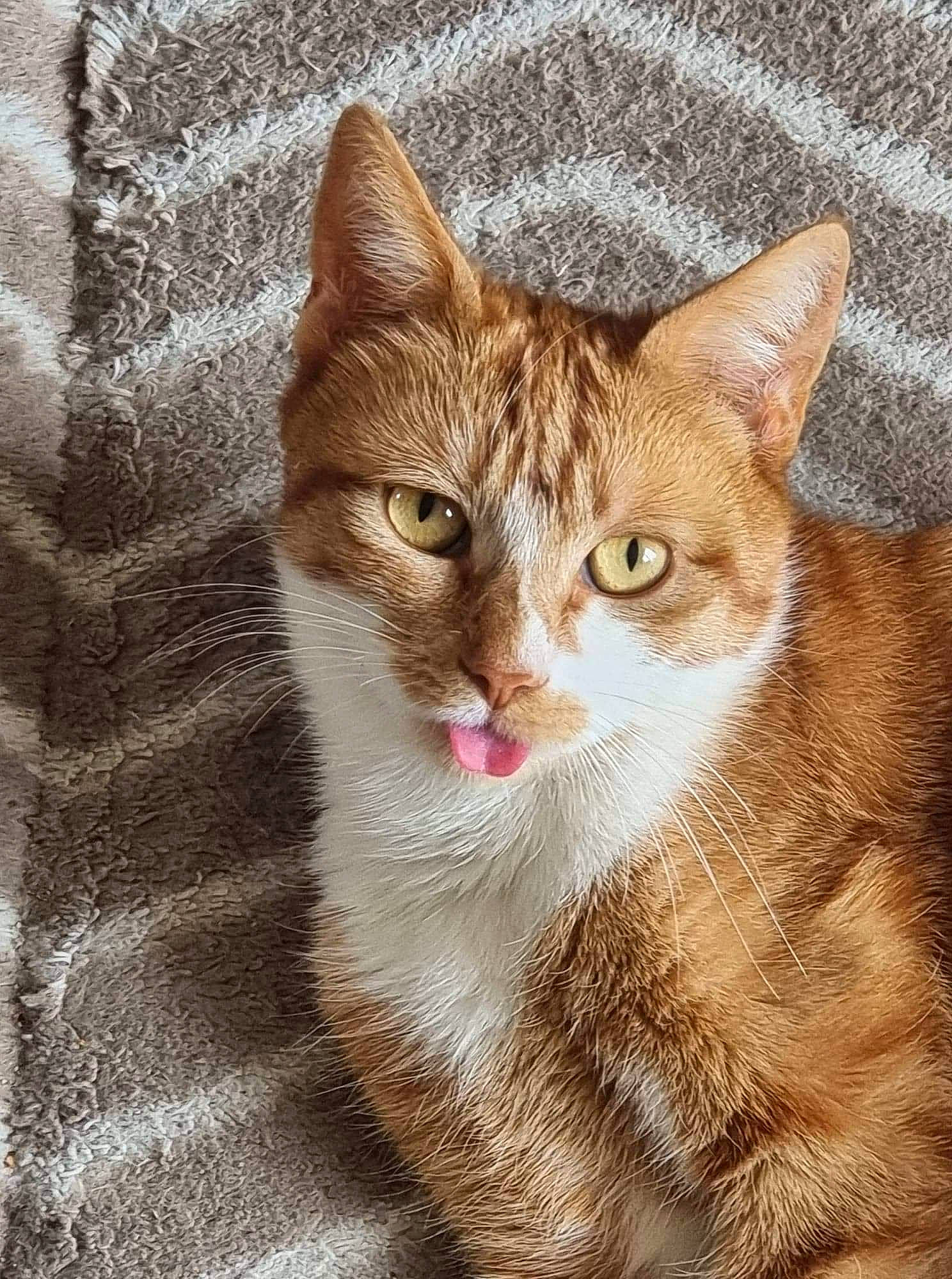 Pinta participe au concours pour gagner de l'argent avec cette photo : art, carnivore, cat, domestic_short_haired_cat, fawn, felidae, fur, paw, photo_caption, plant, rectangle, small_to_medium_sized_cats, snout, tail, terrestrial_animal, tree, whiskers, wildlife, window, wood