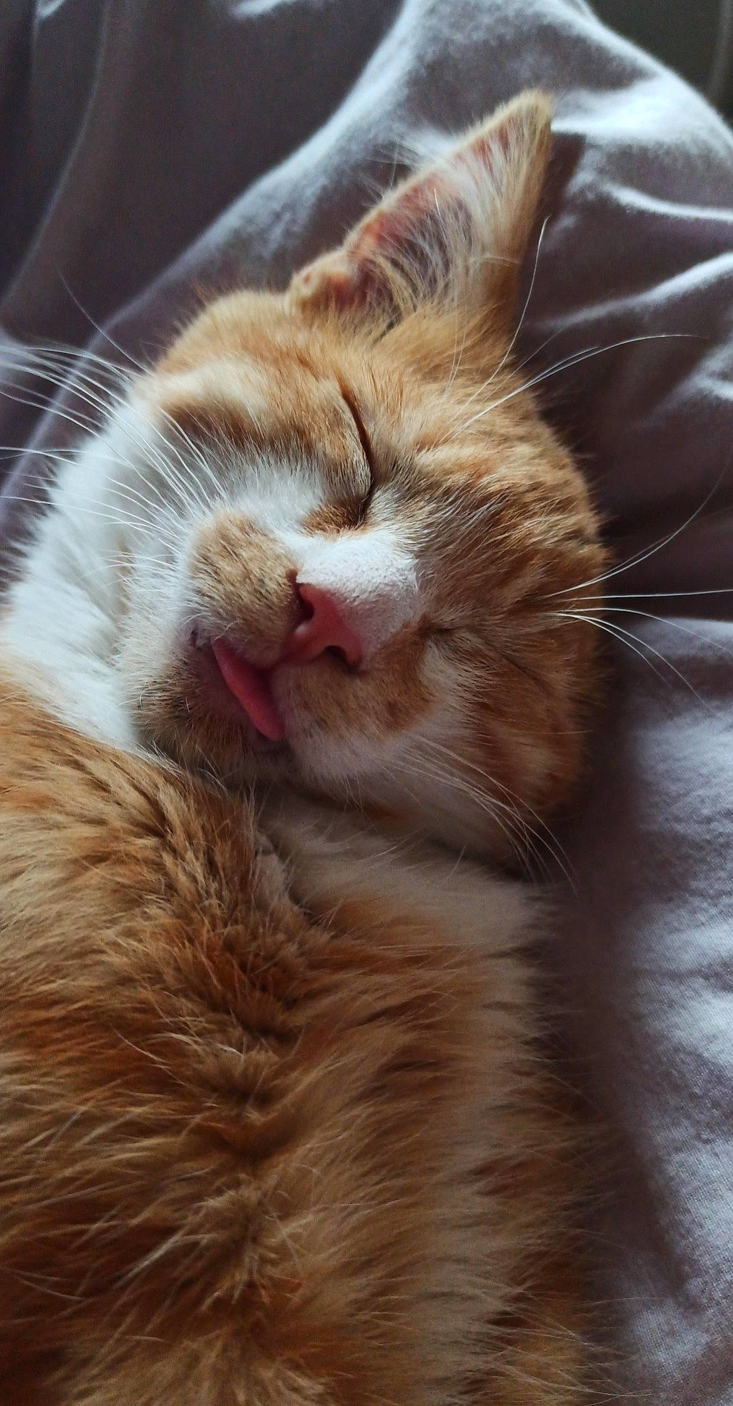 Ravioli a rejoint le concours — aidez-le/la à gagner de superbes lots ! carnivore, cat, claw, close_up, comfort, domestic_short_haired_cat, ear, fawn, felidae, fur, macro_photography, nap, paw, small_to_medium_sized_cats, snout, tail, terrestrial_animal, whiskers, wildlife, wood