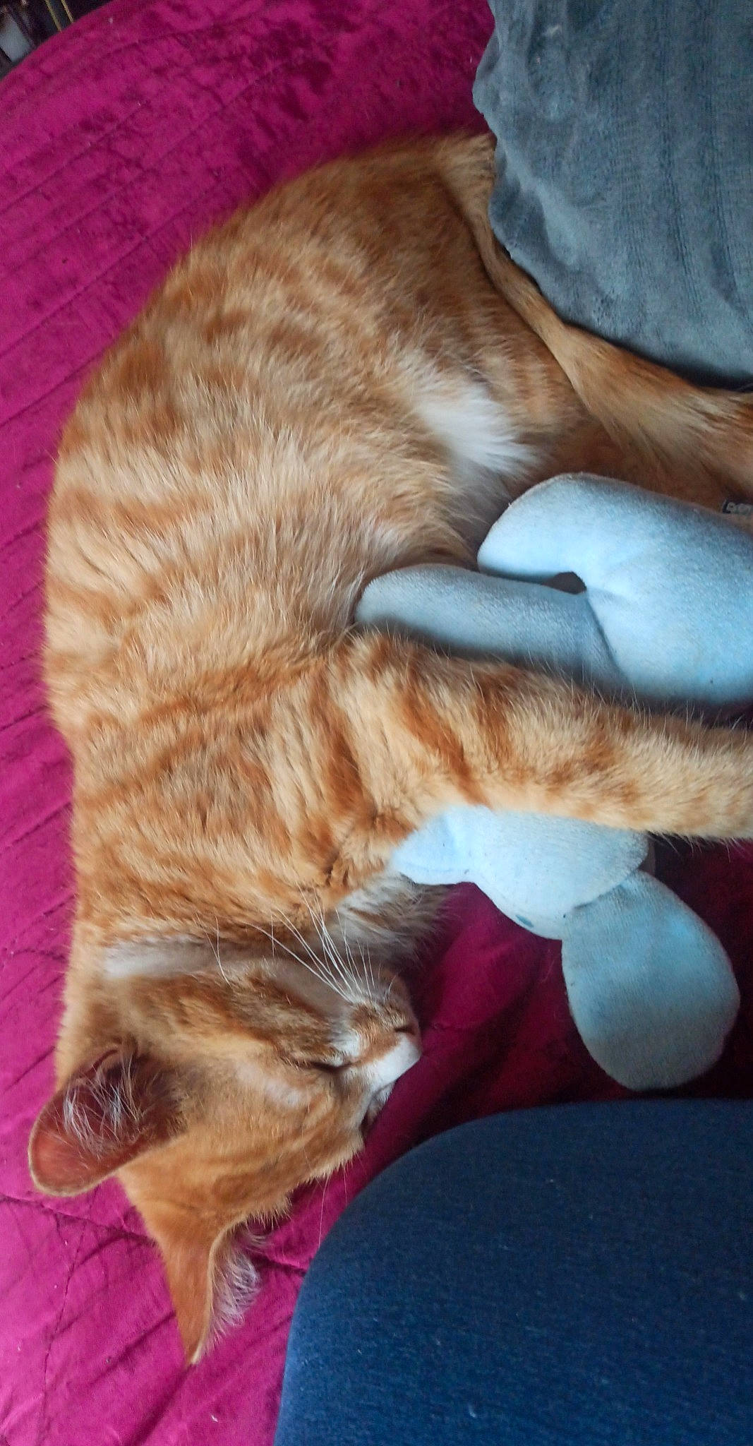 Ravioli a rejoint le concours — aidez-le/la à gagner de superbes lots ! carnivore, cat, claw, comfort, companion_dog, dog, dog_breed, ear, fawn, felidae, fur, gesture, human_leg, nap, paw, small_to_medium_sized_cats, snout, sporting_group, tail, whiskers