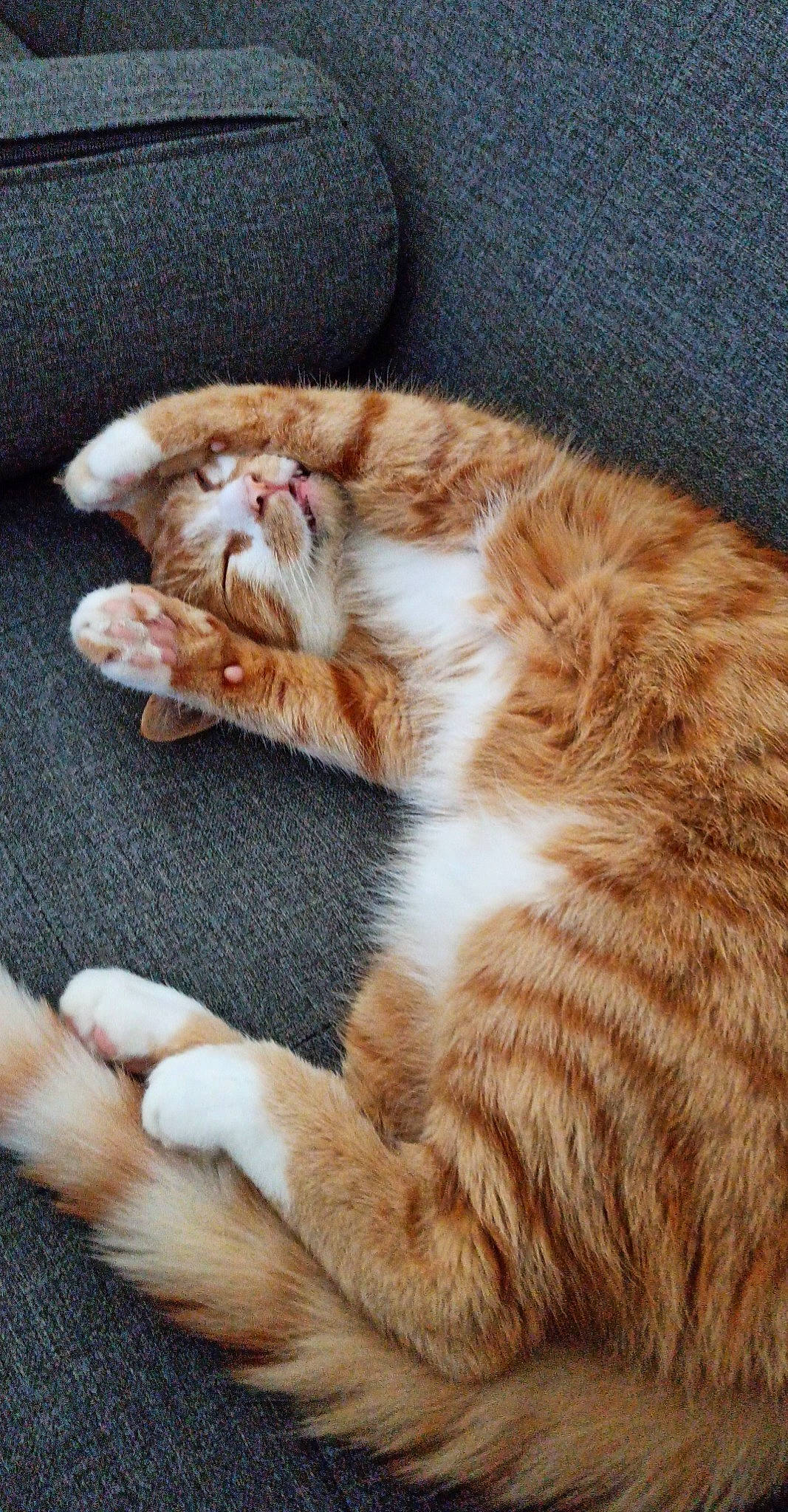 Ravioli participe au concours pour gagner de l'argent avec cette photo : carnivore, cat, claw, comfort, domestic_short_haired_cat, ear, eye, fawn, felidae, foot, fur, human_leg, nap, paw, small_to_medium_sized_cats, snout, tail, terrestrial_animal, whiskers, wood