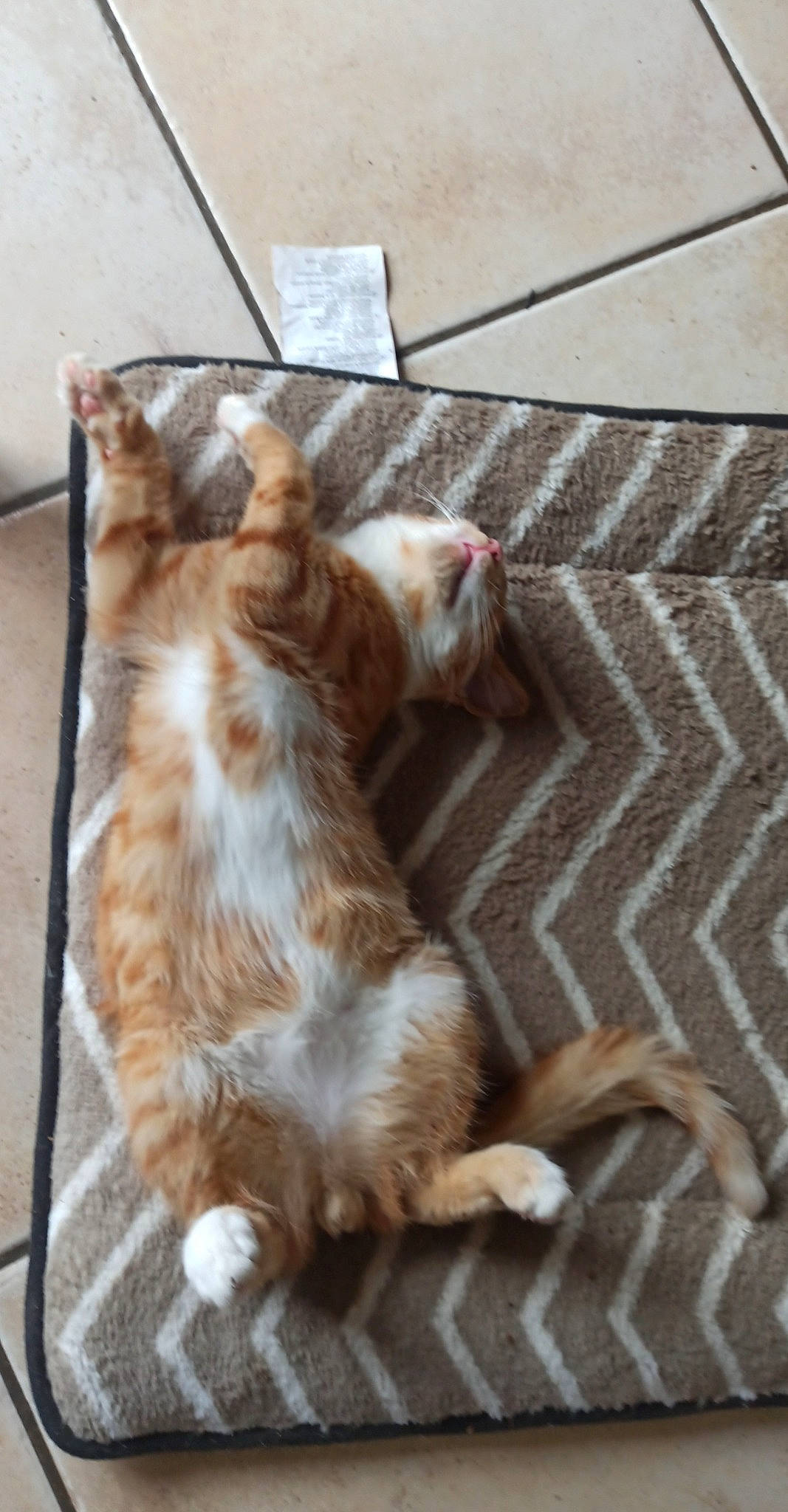 Ravioli a rejoint le concours — aidez-le/la à gagner de superbes lots ! brown, canidae, carnivore, cat, claw, comfort, companion_dog, dog_breed, domestic_short_haired_cat, fawn, felidae, flooring, fur, hardwood, paw, small_to_medium_sized_cats, sporting_group, tail, whiskers, wood