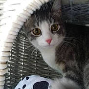 Simba participe au concours pour gagner de l'argent avec cette photo :