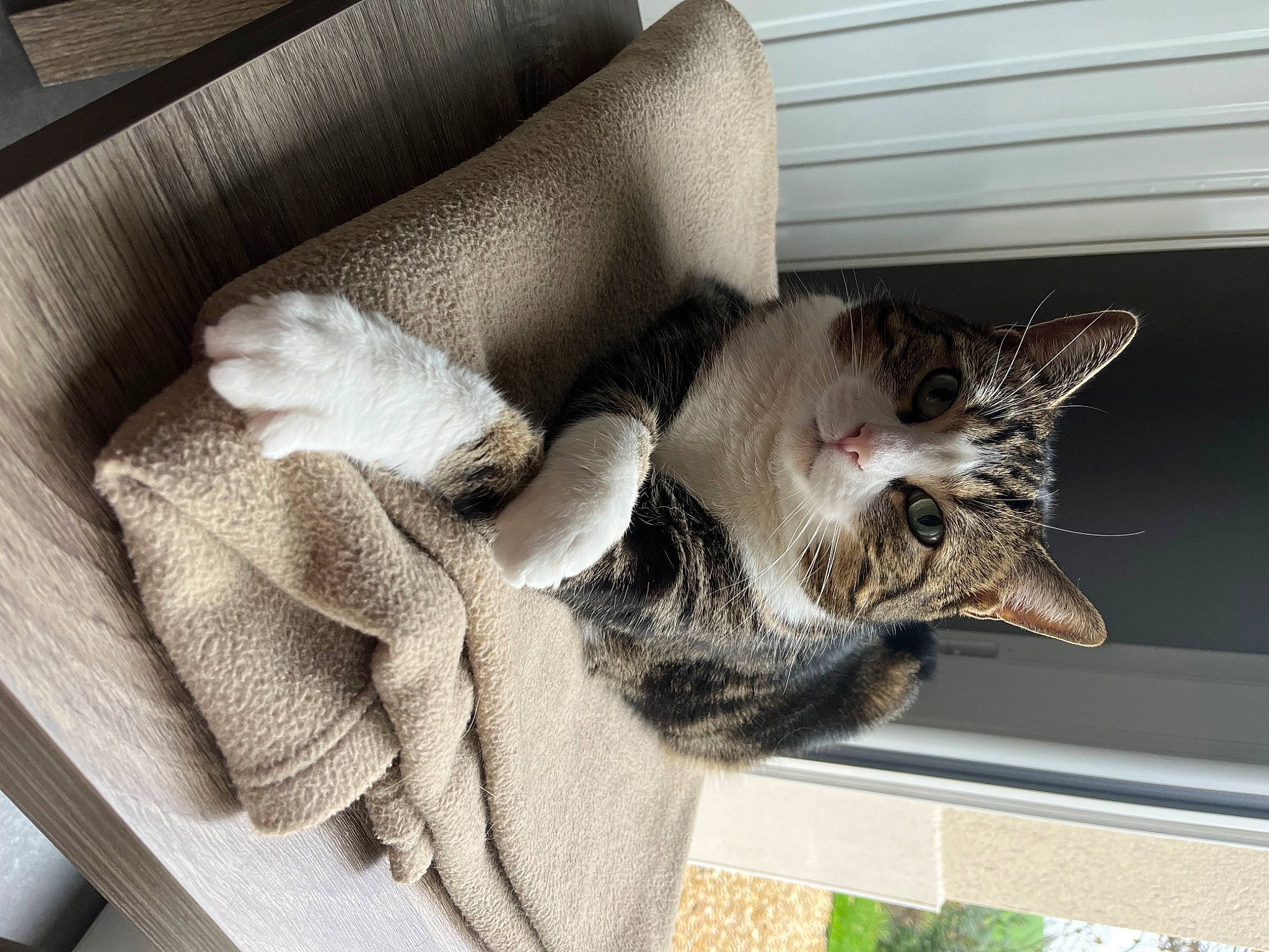 Kiara a rejoint le concours — aidez-le/la à gagner de superbes lots ! carnivore, cat, cat_supply, claw, comfort, couch, domestic_short_haired_cat, felidae, fur, grey, linens, natural_material, plant, small_to_medium_sized_cats, tail, whiskers, window, wood