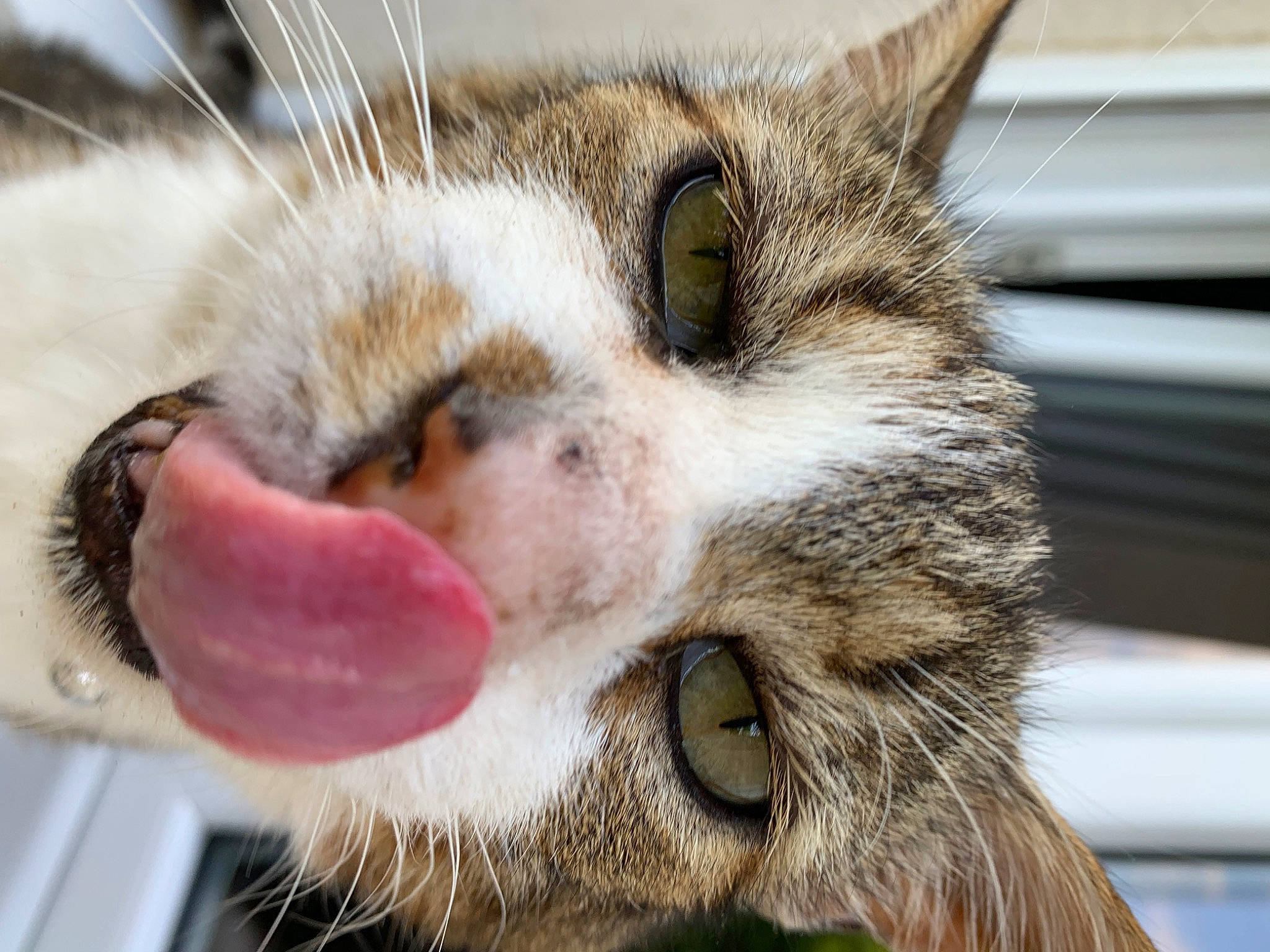 Hutch a rejoint le concours — aidez-le/la à gagner de superbes lots ! carnivore, cat, claw, close_up, domestic_short_haired_cat, eye, felidae, fur, nose, organism, paw, small_to_medium_sized_cats, snout, terrestrial_animal, whiskers, wildlife, yawn