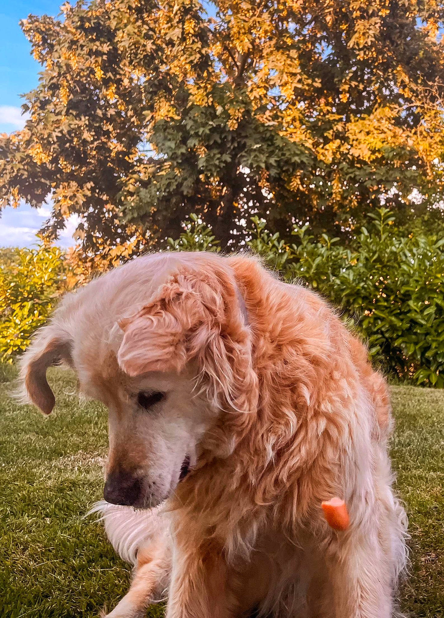 Féline participe au concours pour gagner de l'argent avec cette photo : canidae, carnivore, cloud, companion_dog, dog, dog_breed, dog_collar, fawn, fur, grass, liver, plant, retriever, sky, snout, spaniel, tail, terrier, tree, working_animal