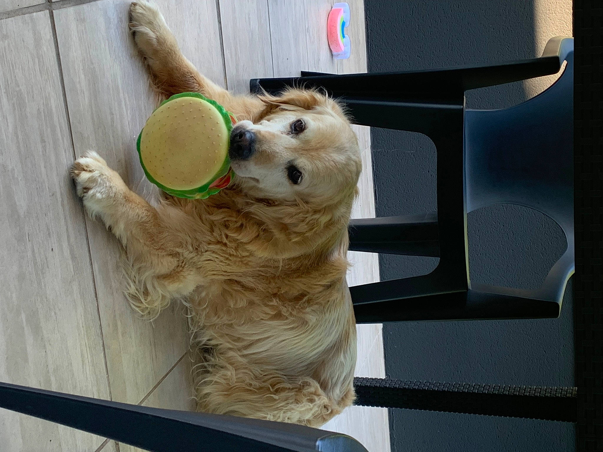 Féline participe au concours pour gagner de l'argent avec cette photo : ball, canidae, carnivore, chair, companion_dog, dog, dog_breed, dog_supply, fawn, fur, mammal, pet_supply, snout, sporting_group, stuffed_toy, tennis_ball, toy, toy_dog, vertebrate, wood