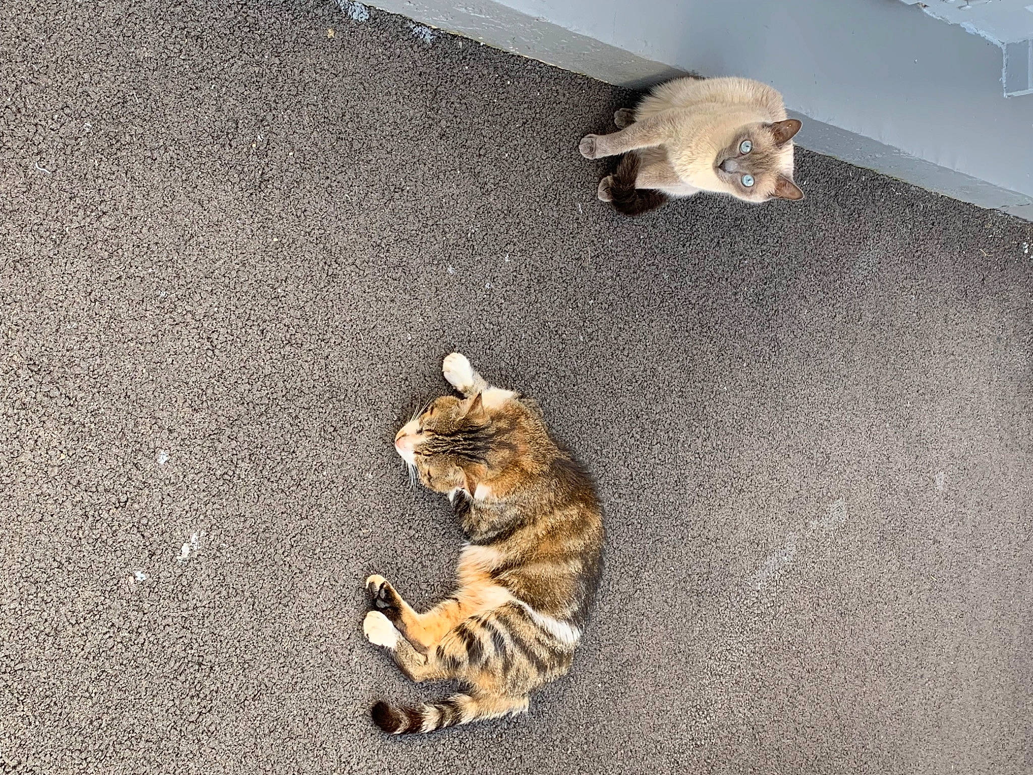 Sia Hutch a rejoint le concours — aidez-le/la à gagner de superbes lots ! asphalt, carnivore, carpet, cat, domestic_short_haired_cat, fawn, felidae, floor, flooring, fur, grey, hardwood, mammal, paw, road_surface, small_to_medium_sized_cats, tail, vertebrate, whiskers, wood