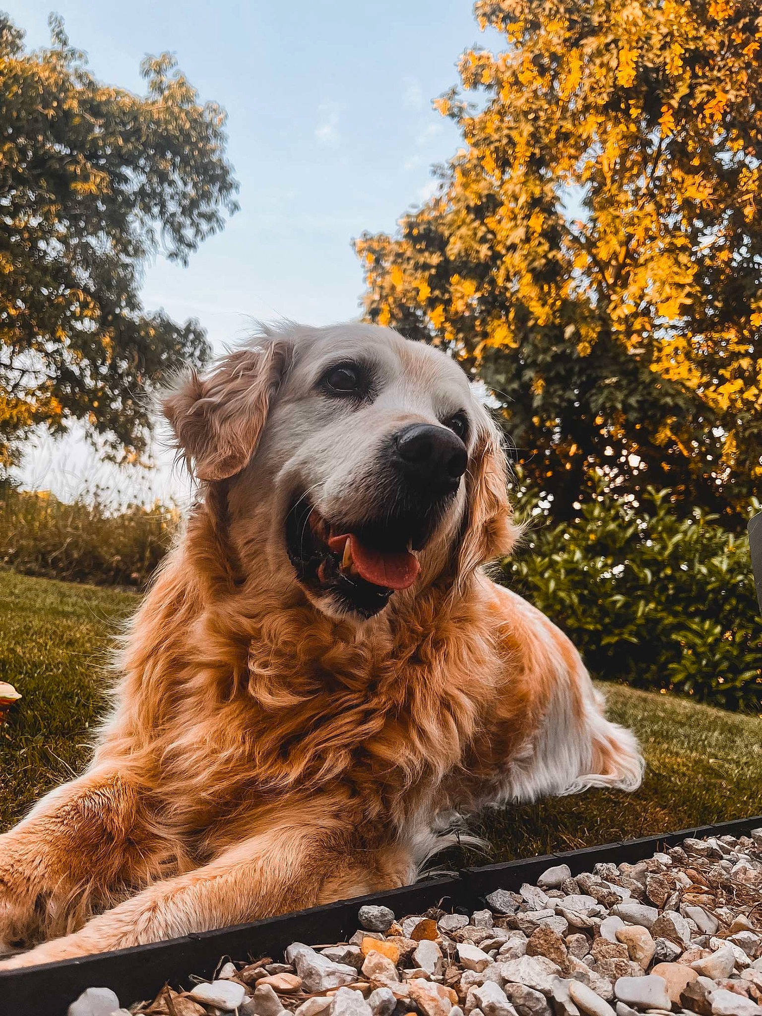 Féline participe au concours pour gagner de l'argent avec cette photo : canidae, carnivore, cloud, companion_dog, dog, dog_breed, fawn, fur, golden_retriever, grass, gun_dog, plant, sky, snout, sporting_group, terrestrial_animal, tree, whiskers, wood, working_dog
