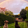 animal, backyard, canine, cloud, colorful, dog, dogs, garden, grass, greenery, hedge, nature, outdoor, peaceful, pet, rainbow, shed, sky, sunset, tree