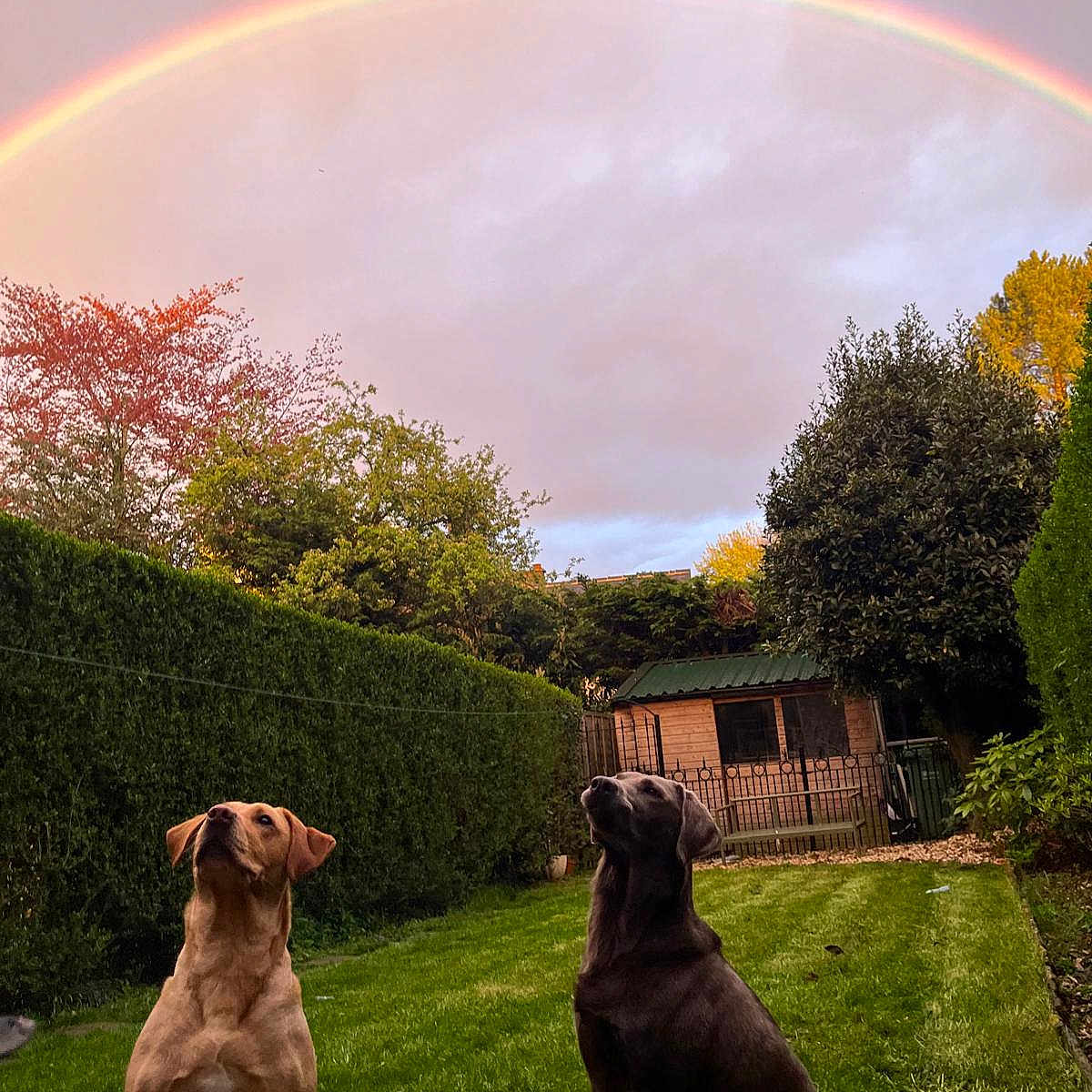 Milla And Angel is registered to the contest to win money with this photo: animal, backyard, canine, cloud, colorful, dog, dogs, garden, grass, greenery, hedge, nature, outdoor, peaceful, pet, rainbow, shed, sky, sunset, tree