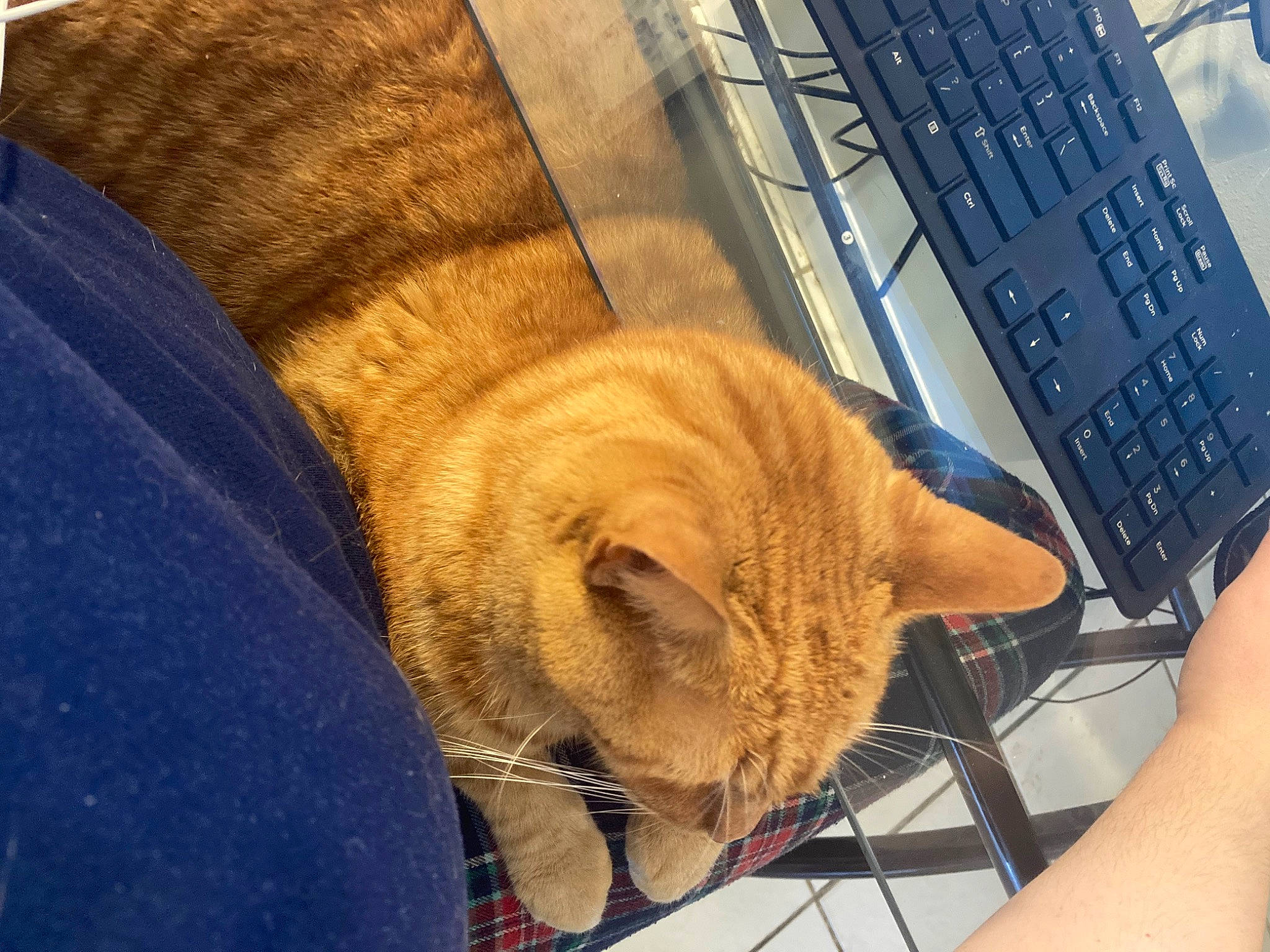 Pumpkin Spice is registered to the contest to win money with this photo: carnivore, cat, comfort, computer, domestic_short_haired_cat, fawn, felidae, fur, input_device, laptop, office_equipment, paw, peripheral, personal_computer, small_to_medium_sized_cats, snout, space_bar, tail, whiskers, wood