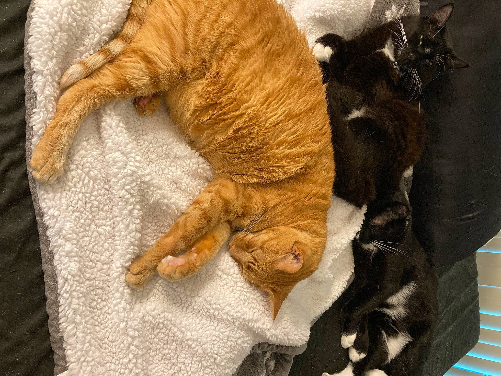 Pumpkin Spice is registered to the contest to win money with this photo: canidae, carnivore, cat, claw, comfort, dog_breed, domestic_short_haired_cat, duvet, fawn, felidae, fur, gesture, linens, paw, small_to_medium_sized_cats, snout, sporting_group, tail, whiskers, wood