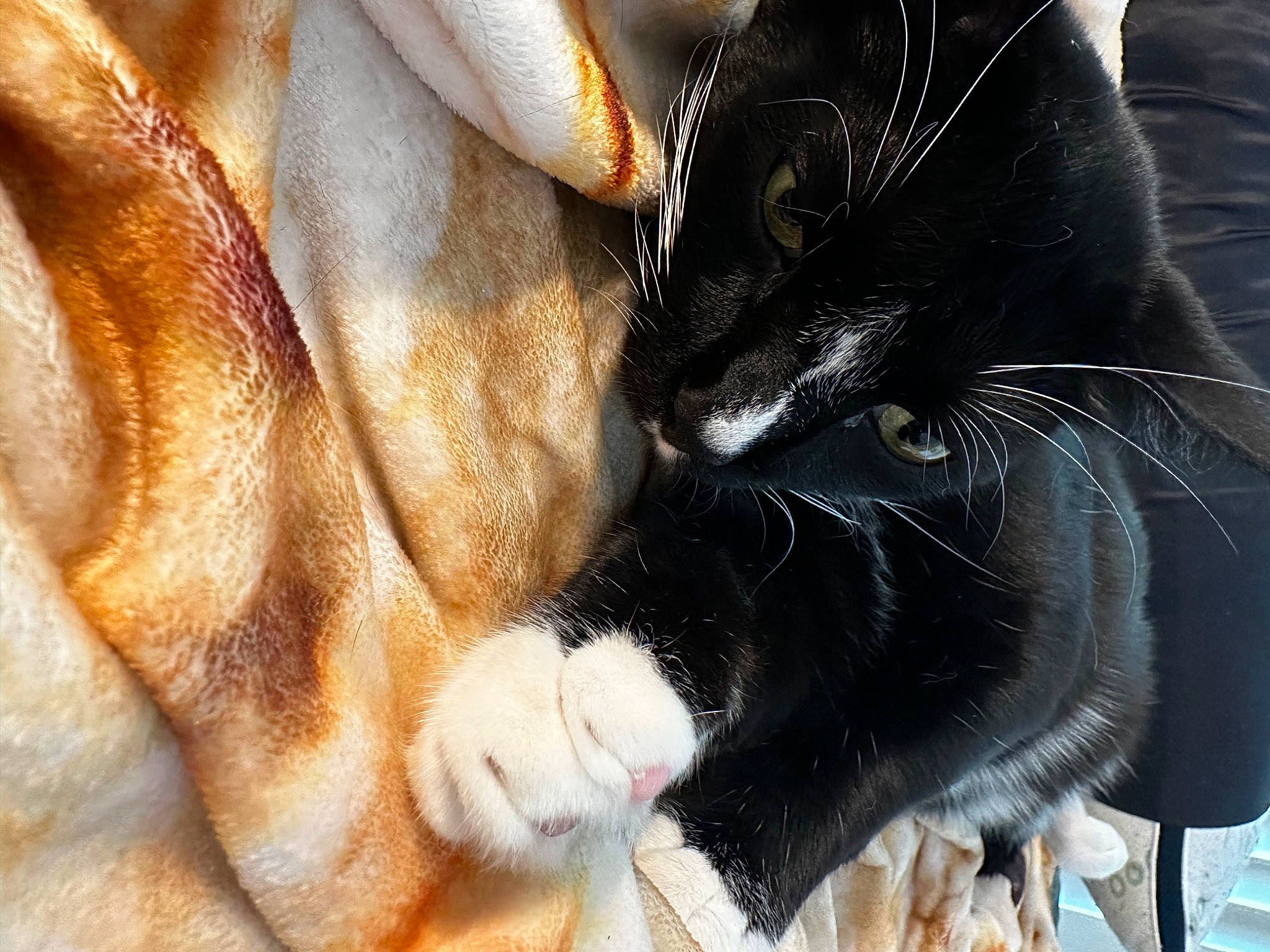 Nathaniel joined the competition — help win amazing prizes! black_cat, carnivore, cat, cat_supply, claw, comfort, domestic_short_haired_cat, felidae, foot, fur, human_leg, nap, paw, small_to_medium_sized_cats, snout, tail, whiskers