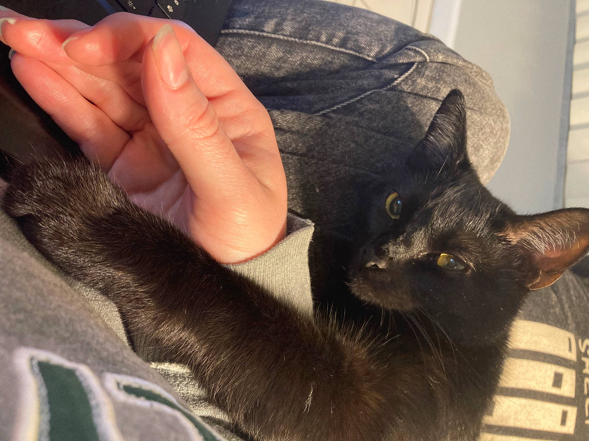 Elvira joined the competition — help win amazing prizes! black_cat, carnivore, cat, claw, comfort, domestic_short_haired_cat, fashion_accessory, felidae, finger, fur, gesture, hat, nail, paw, small_to_medium_sized_cats, sunglasses, tail, thumb, whiskers, wrist