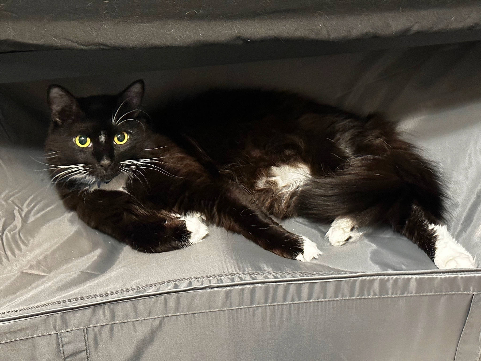 Boots is registered to the contest to win money with this photo: black_cat, box, cardboard, carnivore, cat, claw, comfort, domestic_short_haired_cat, felidae, fur, grey, monochrome, monochrome_photography, paw, small_to_medium_sized_cats, snout, tail, tints_and_shades, whiskers, window